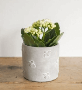 Bee Cement Pot with Seasonal "Bee Friends" Plant The Brown Box Gift Company
