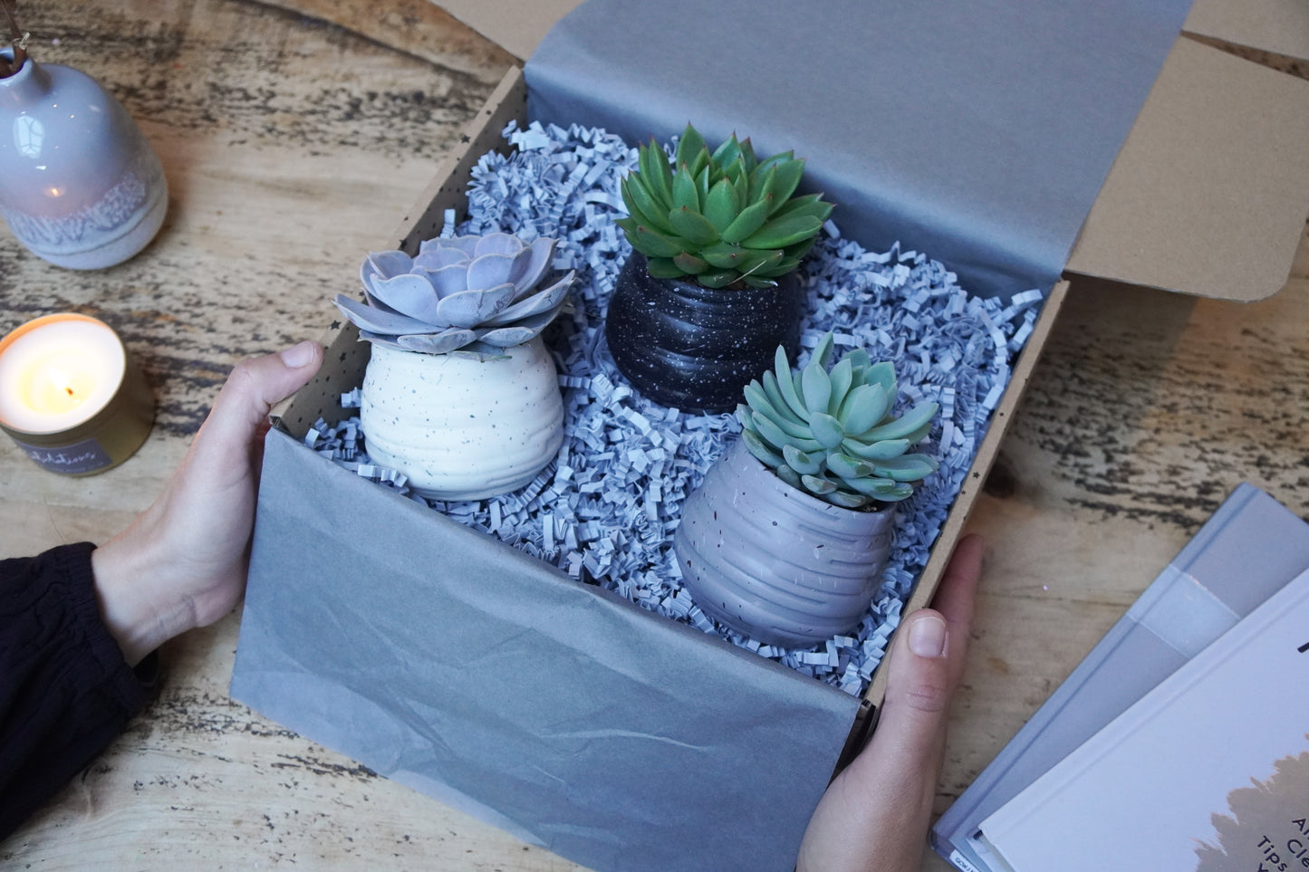 Trio of Fresh Succulents in Ceramic Pots – Modern Plant Gift Set