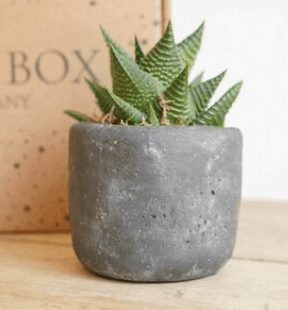 Thank you for helping me grow The Brown Box Gift Company