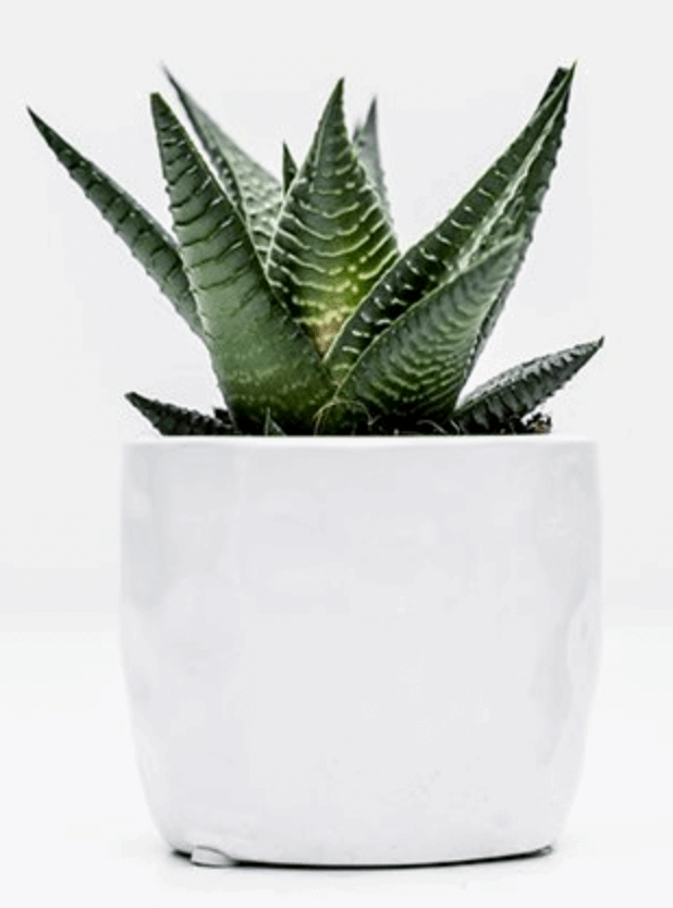 Trio of Succulents in Colourful Pots – A Stylish & Thoughtful Gift The Brown Box Gift Company
