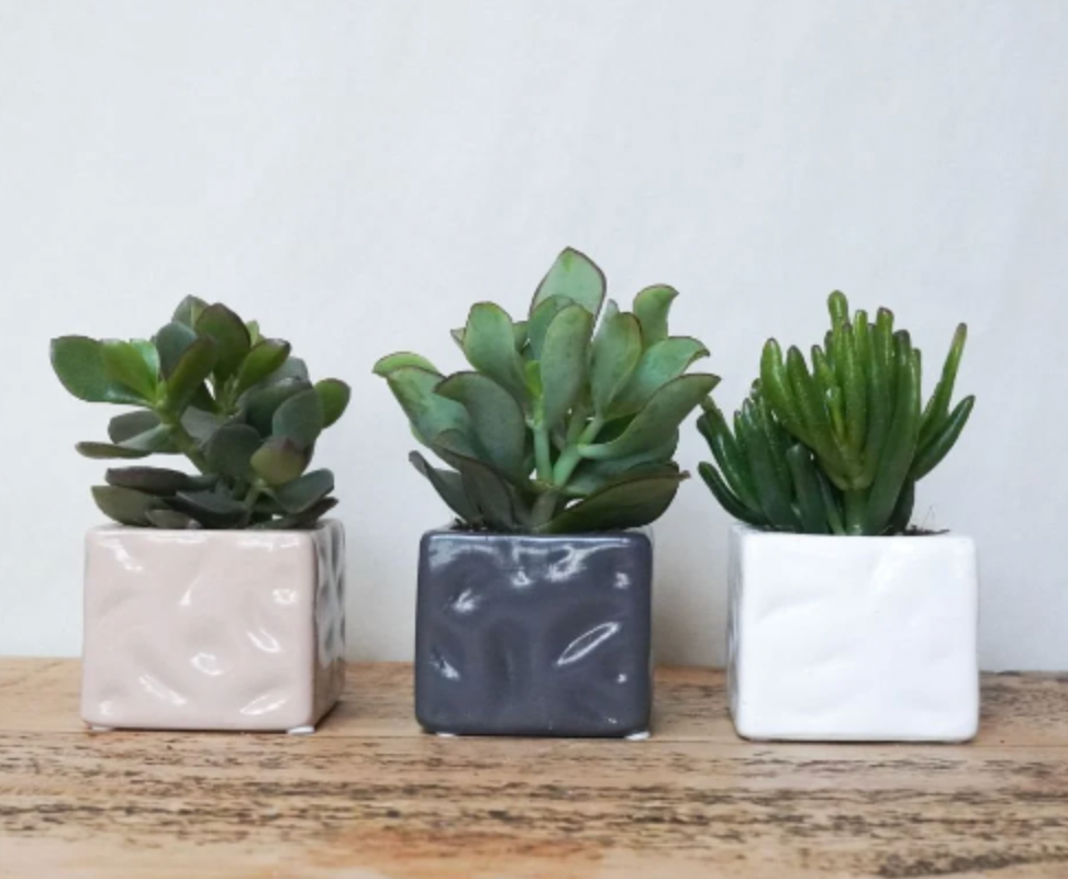 Mini Succulent in Choice of Grey, White, or Pink Pot