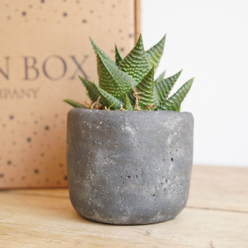 Candle & Potted plant in grey pot The Brown Box Gift Company