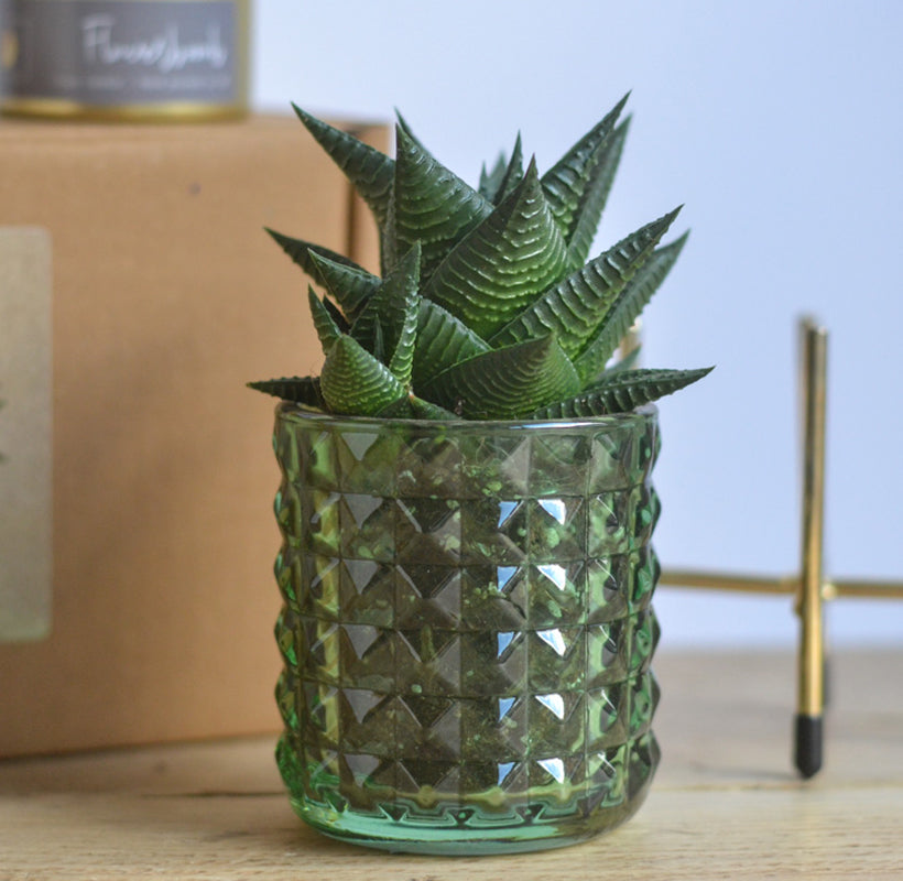 Fresh Succulent in Glass Pot & Gold Stand – Stylish Plant Gift