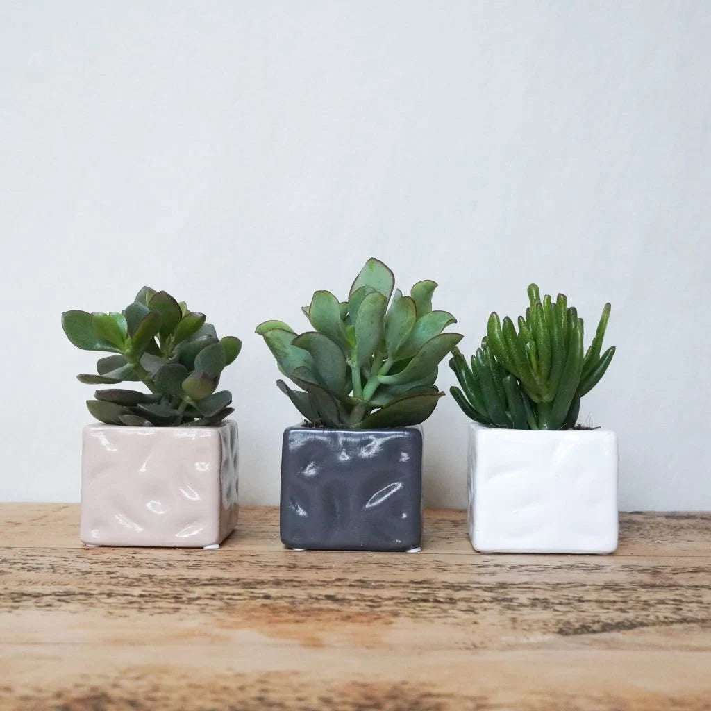 succulent trio gift Trio of Succulents in Colourful Pots – A Stylish & Thoughtful Gift