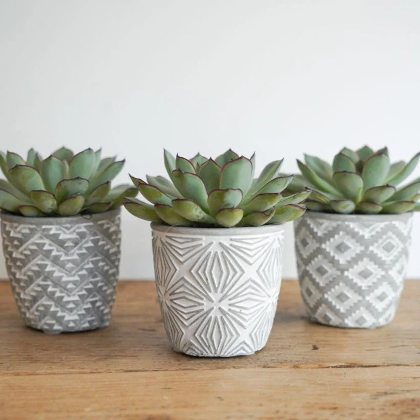 trio of succulents Trio of Succulents in Geometric Style Pots – A Stylish & Thoughtful Gift