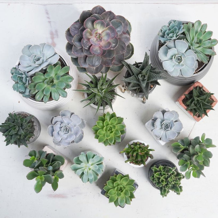 Plants & Gardening The Brown Box Gift Company