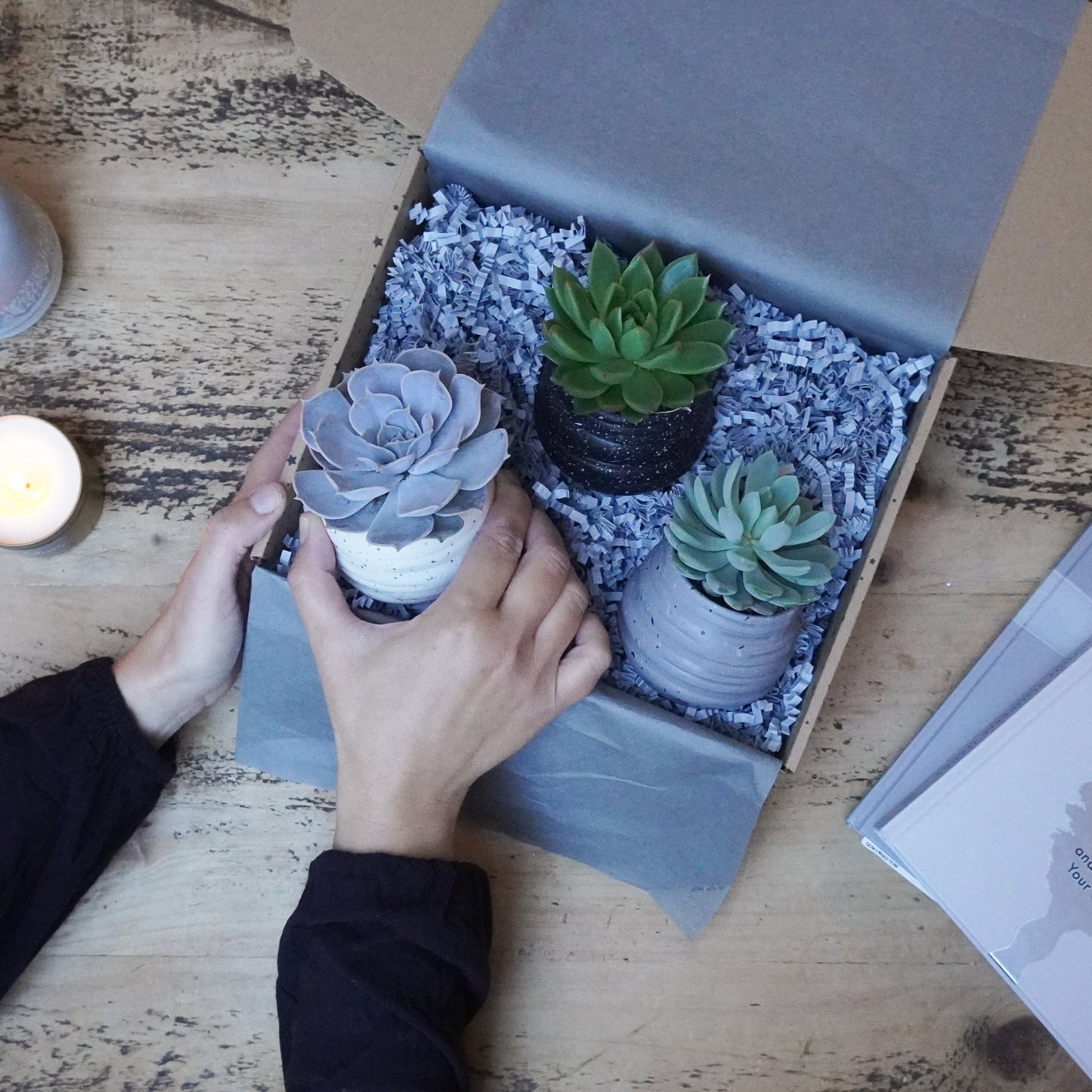 Trio of Fresh Succulents in Ceramic Pots – Modern Plant Gift Set