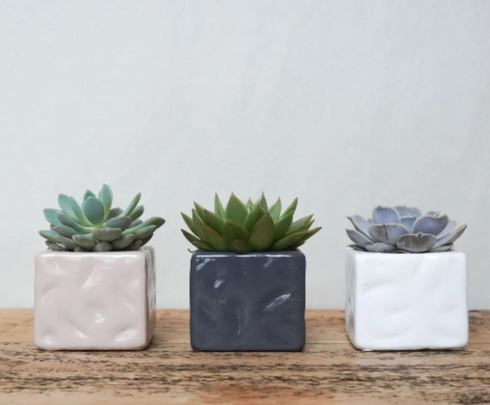 Mini Succulent in Choice of Grey, White, or Pink Pot