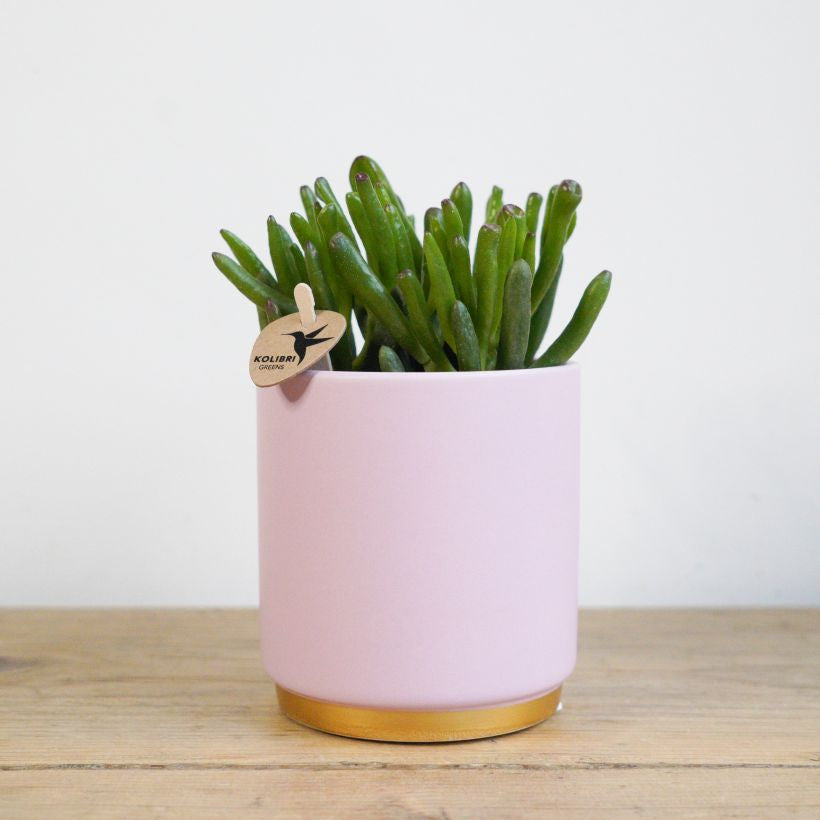 Elegant Pink & Gold Dipped Pot with Large Succulent