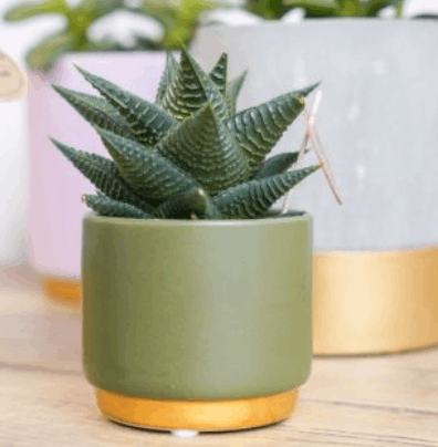 Green & Gold Dipped Pot with Succulent – Elegant & Modern The Brown Box Gift Company