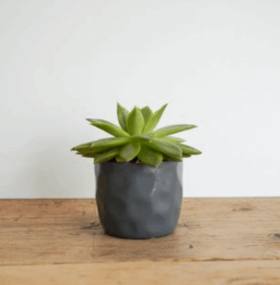 Mini Succulent in Choice of Grey, White, or Pink Pot The Brown Box Gift Company