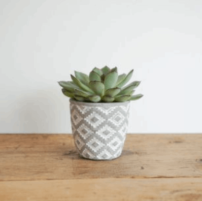 Modern Geo Pot with Succulent – A Stylish Green Touch The Brown Box Gift Company