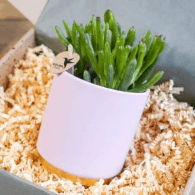 Elegant Pink & Gold Dipped Pot with Large Succulent The Brown Box Gift Company