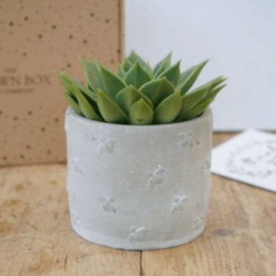 Large Bee-Friendly Plant in Decorative Bee Stone Pot The Brown Box Gift Company