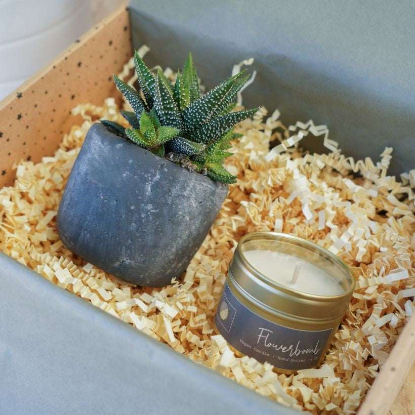 Candle & Potted plant in grey pot The Brown Box Gift Company