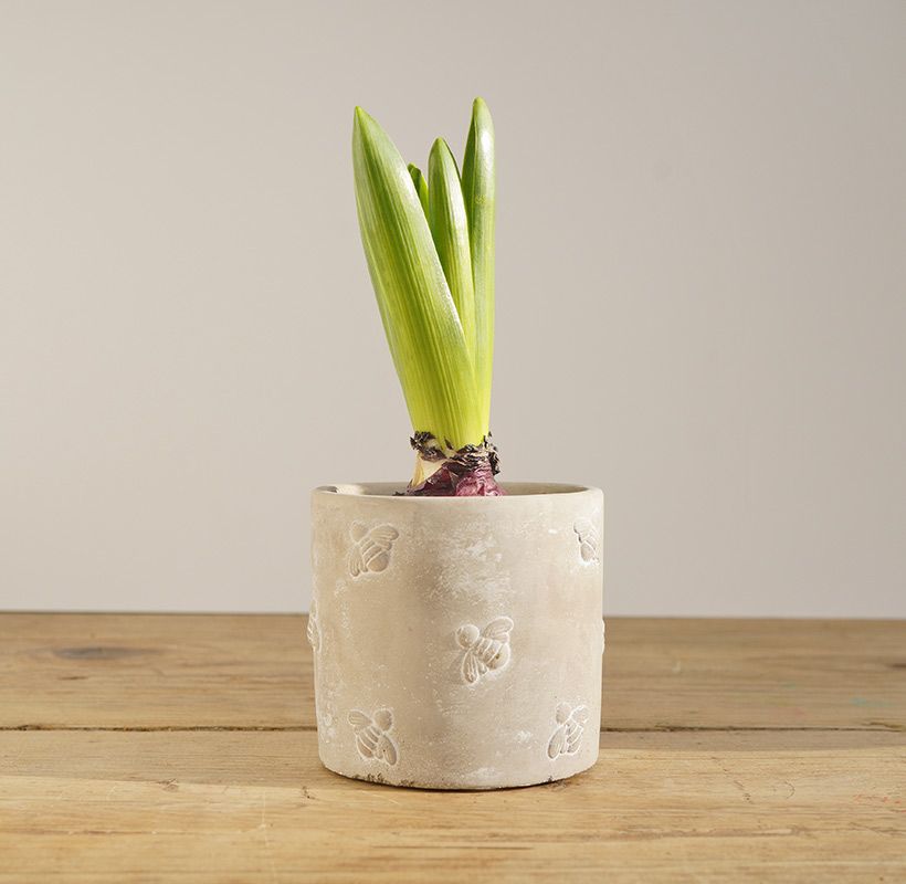 Bee Cement Pot with Seasonal "Bee Friends" Plant