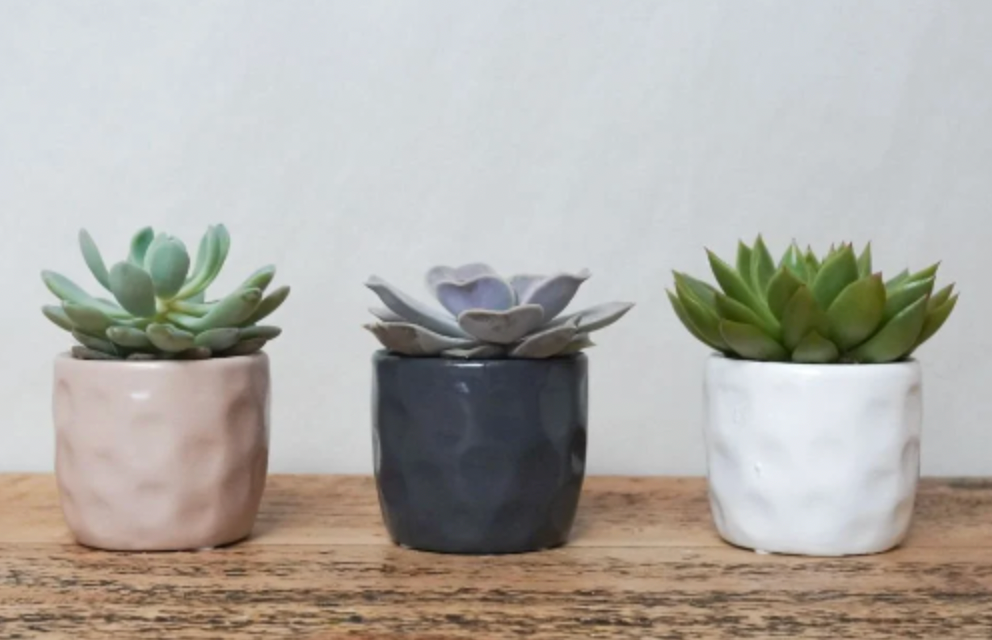 Mini Succulent in Choice of Grey, White, or Pink Pot