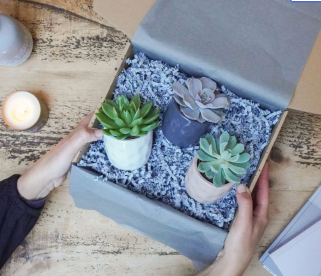 Mini Succulent in Choice of Grey, White, or Pink Pot