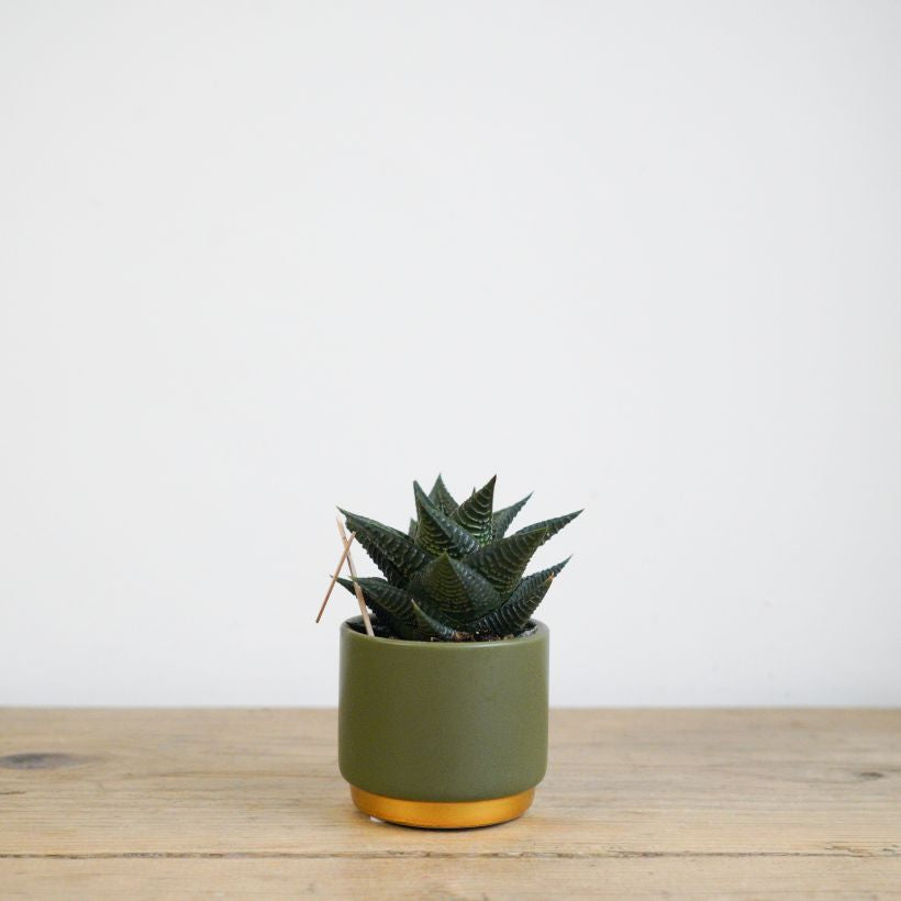 Green & Gold Dipped Pot with Succulent – Elegant & Modern