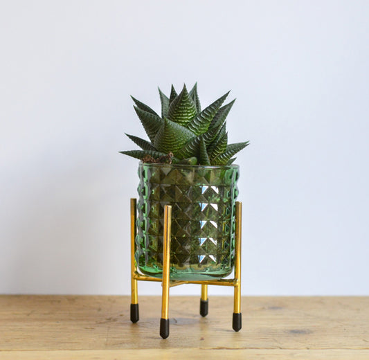 Fresh Succulent in Glass Pot & Gold Stand – Stylish Plant Gift