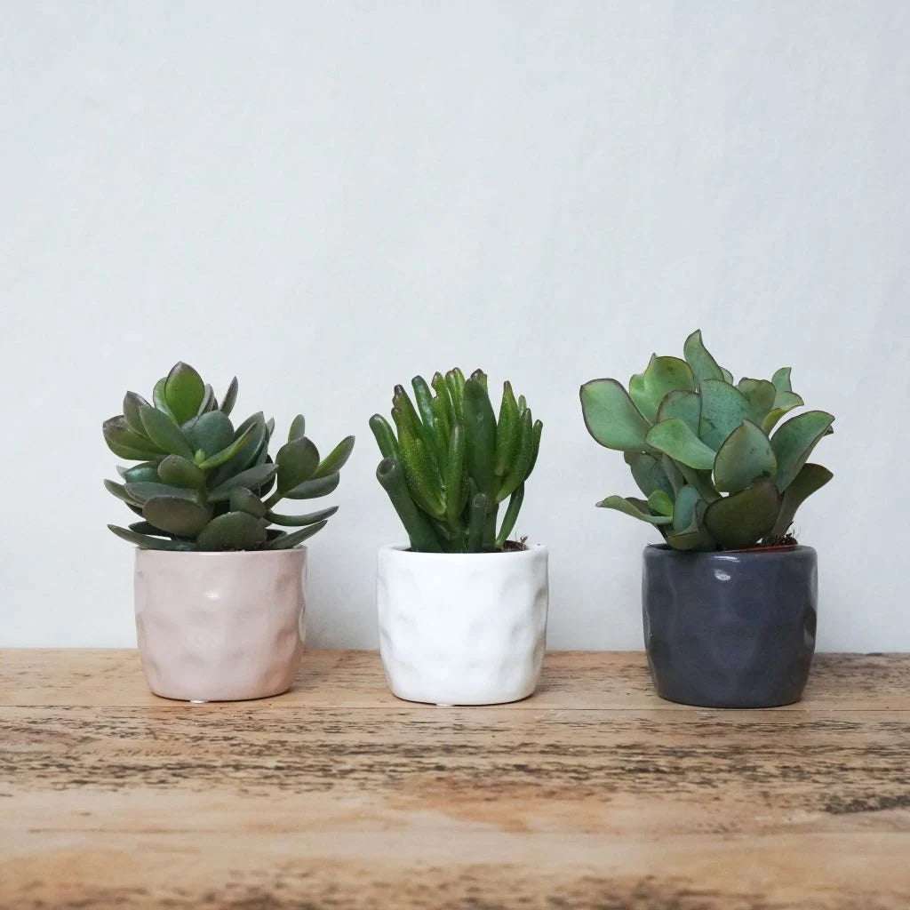 Trio of Succulents in Colourful Pots – A Stylish & Thoughtful Gift The Brown Box Gift Company