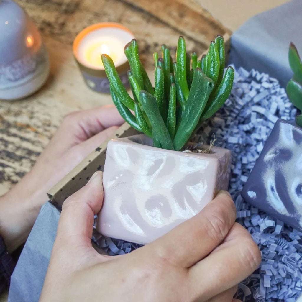 Trio of Succulents in Colourful Pots – A Stylish & Thoughtful Gift The Brown Box Gift Company