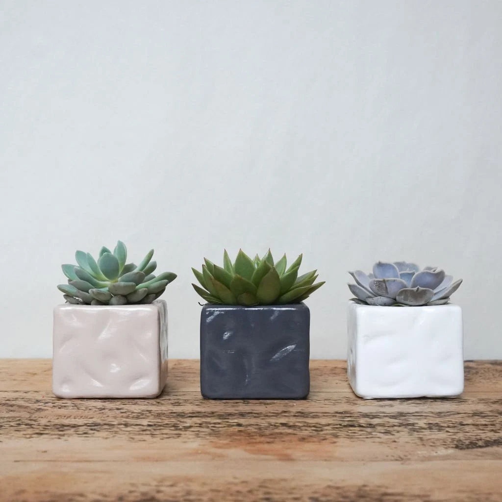 Trio of Succulents in Colourful Pots – A Stylish & Thoughtful Gift The Brown Box Gift Company
