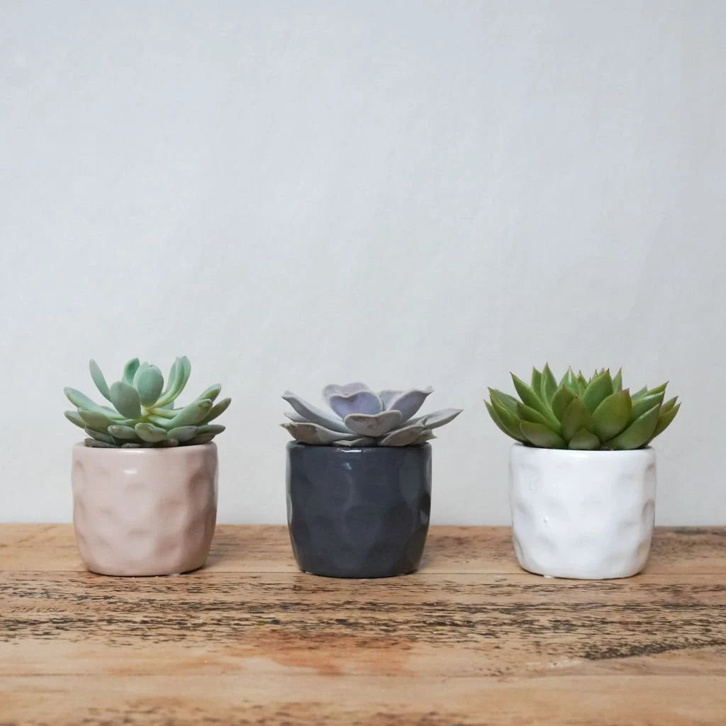 Trio of Succulents in Colourful Pots – A Stylish & Thoughtful Gift The Brown Box Gift Company