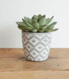 Trio of Potted Succulents The Brown Box Gift Company