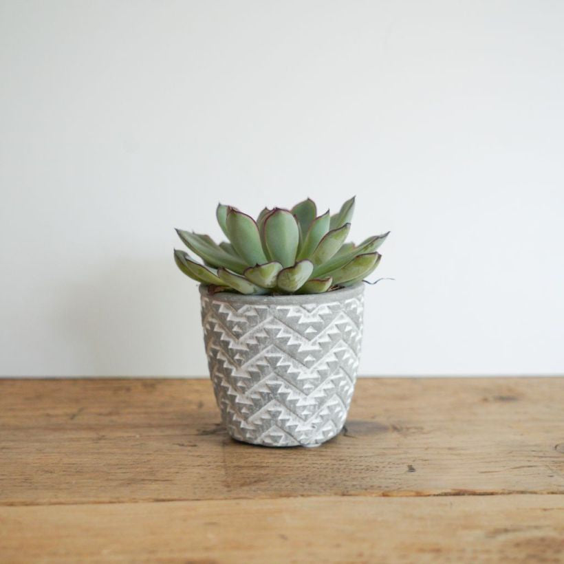 Modern Geo Pot with Succulent – A Stylish Green Touch