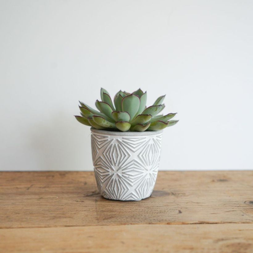Modern Geo Pot with Succulent – A Stylish Green Touch