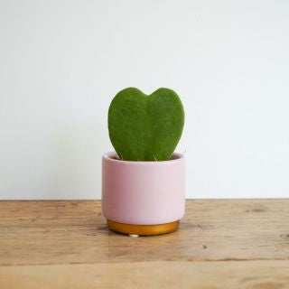 Pink & Gold Dipped Pot with Succulent – Elegant & Modern